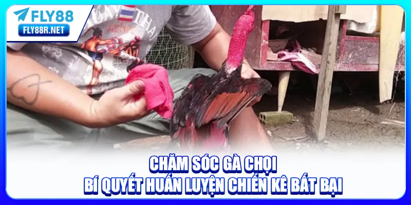 chăm sóc gà chọi