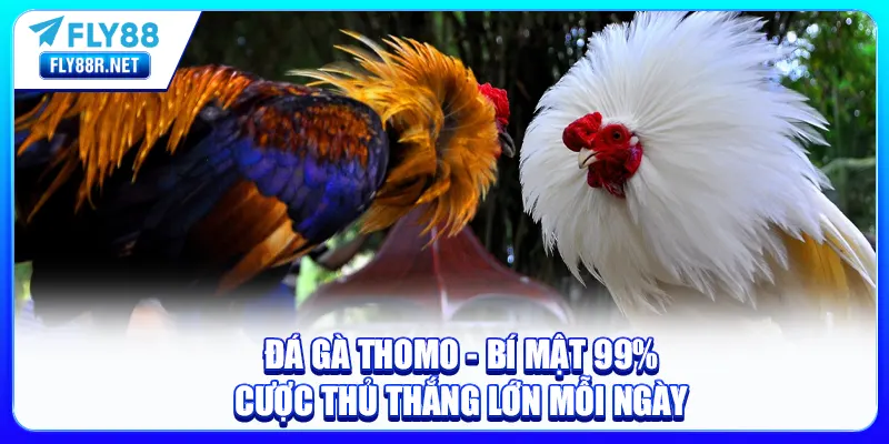 đá gà thomo