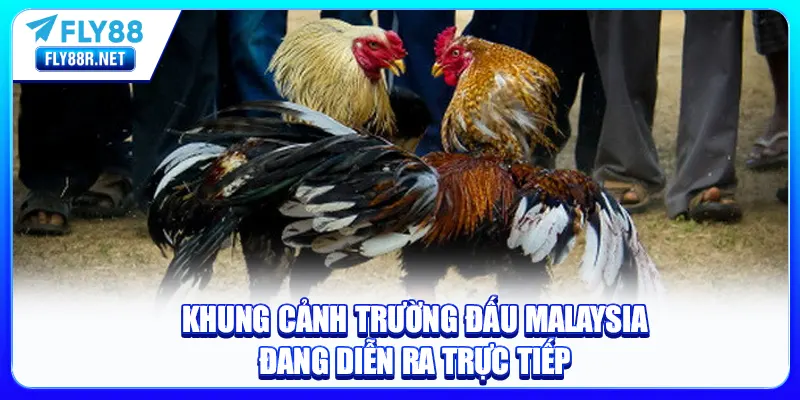 Khung cảnh trường đấu Malaysia đang diễn ra trực tiếp