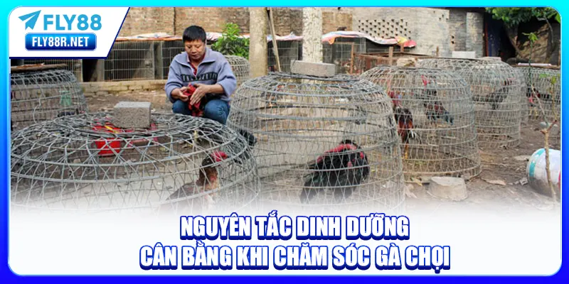 Nguyên tắc dinh dưỡng cân bằng khi chăm sóc gà chọi