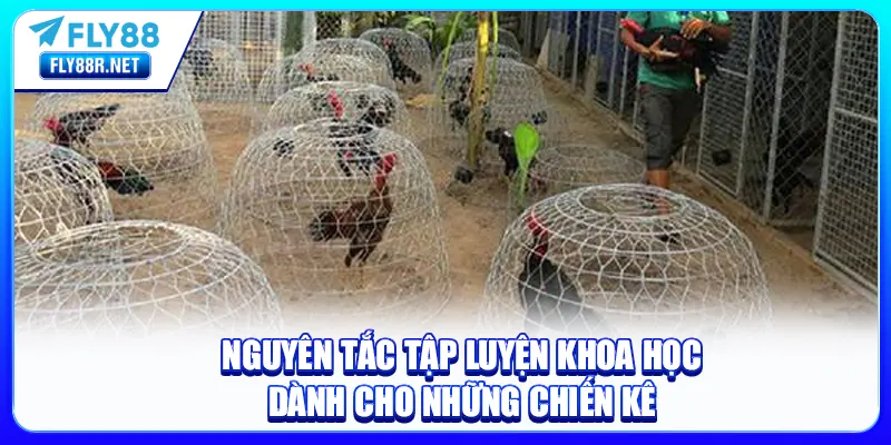 Nguyên tắc tập luyện khoa học dành cho những chiến kê