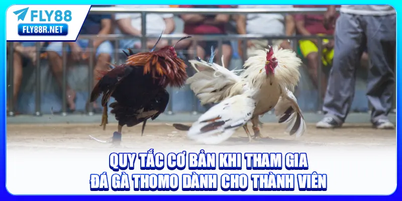 Quy tắc cơ bản khi tham gia Đá Gà Thomo dành cho thành viên