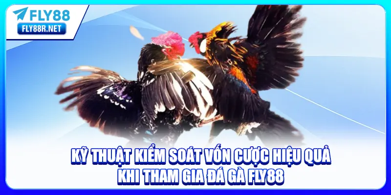 Kỹ thuật kiểm soát vốn cược hiệu quả khi tham gia Đá Gà FLY88
